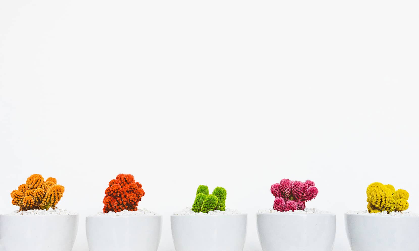 Colored cactus